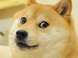 dogelulz21