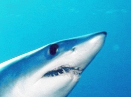 tehshark134