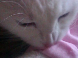 PuddiCat