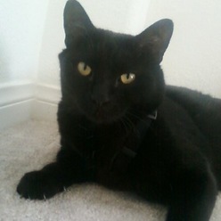 Emobowtiecat