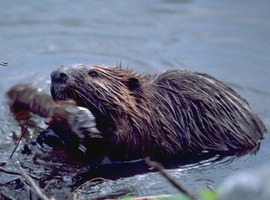 BeaverKingNG