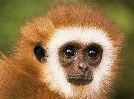 BonerMonkeyMilk