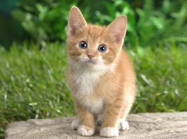 RogueKitten
