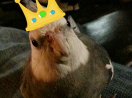 CrazyBirdLady63