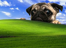pugfan21