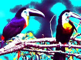 REALtoucan