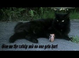 kittycatchile