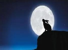 lobo-negro-1