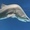 SharkyScoliosis's icon