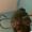 gek2mc's icon