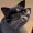 GordonHason's icon