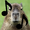 CapybaraMusic's icon