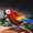 ParrotGamer's icon