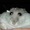 clodapogi's icon