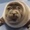 epic-seal's icon