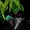 GraxKyub's icon