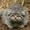 345manul345's icon