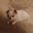 Descender709's icon