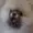 LemonyRain's icon