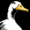DuckSpace's icon
