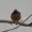 RillWad's icon