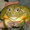 frogeburger's icon