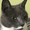 FascistPuffin's icon