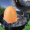 eggbarbecue's icon
