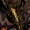 ScreamingMorass's icon