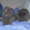pankrt's icon