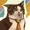 wolfheartrat's icon
