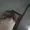Analysisboi's icon