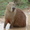 SirCapybara09's icon
