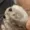 BoiledHamsters's icon