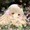 rinkitodo's icon
