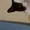 ScarleCat's icon