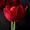 Red-Tulip's icon