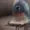 Ilikepizzabros's icon