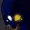 FlutRose's icon