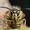waspnest's icon