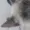 Sakmare15396's icon