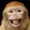 2torals's icon