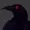 Jh438Dn's icon