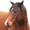 Vidtid's icon