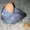 Pigeonsky's icon