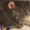 ratlord13's icon