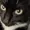 neurofynch's icon