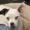 Gidnuuki's icon