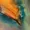 sentryb's icon