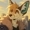 Foxbit's icon